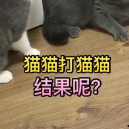 猫猫变成人的搞笑视频,猫咪的奇幻变身大作战