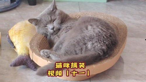 猫猫变成人的搞笑视频,猫咪的奇幻变身大作战