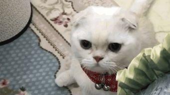 猫猫变成人的搞笑视频,猫咪的奇幻变身大作战