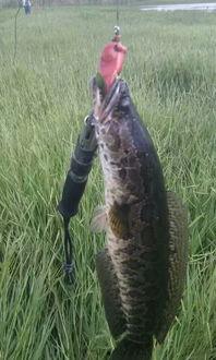 成人养鱼视频大全播放