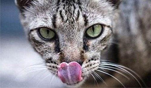 野猫变成人恐怖视频大全,野猫变身人形，恐怖视频大盘点